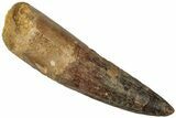 Fossil Spinosaurus Tooth - Real Dinosaur Tooth #311313-1